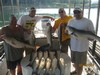 (08/15/2014) - Nice Striped Bass